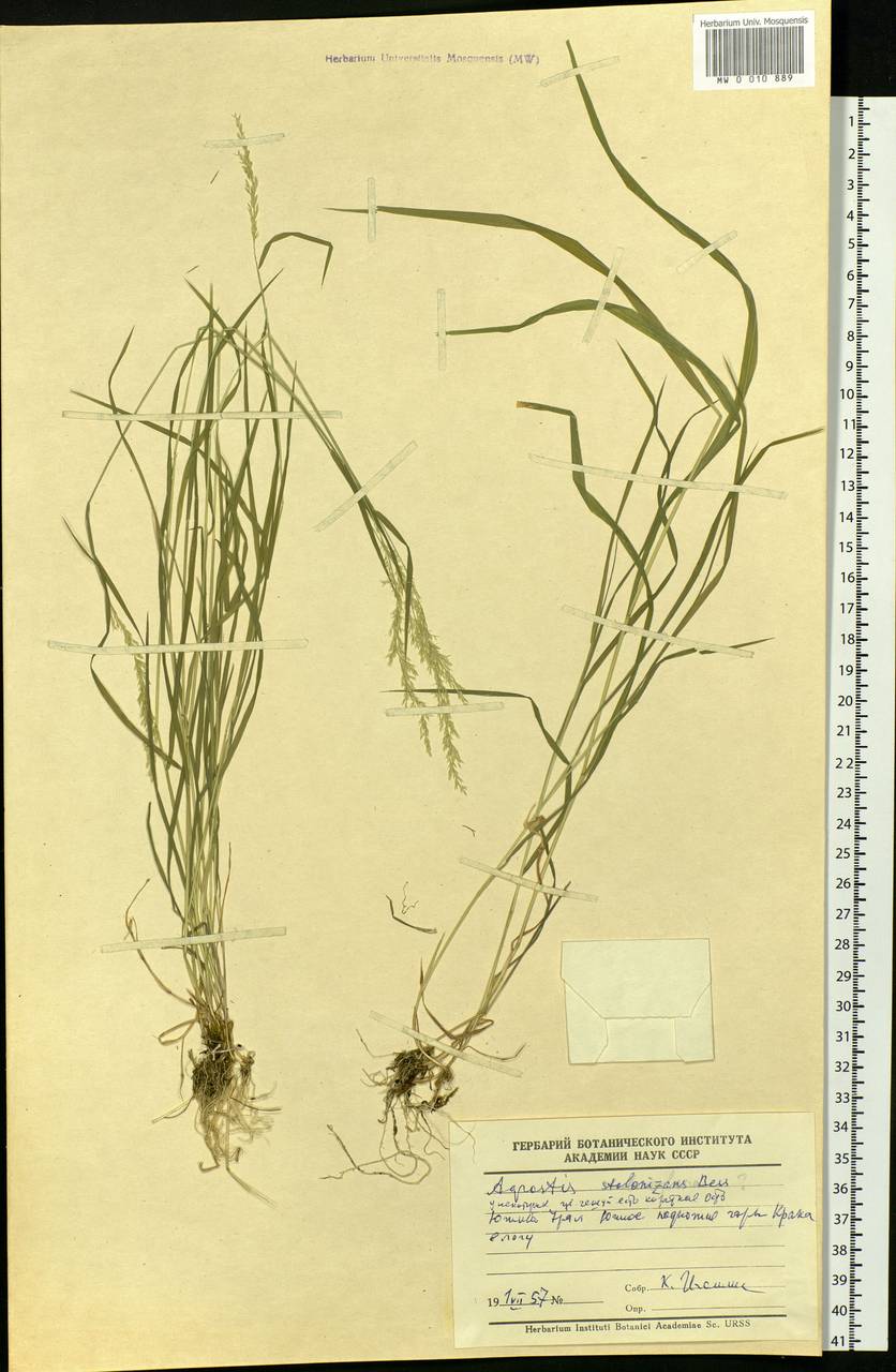 Agrostis stolonifera L., Eastern Europe, Eastern region (E10) (Russia)