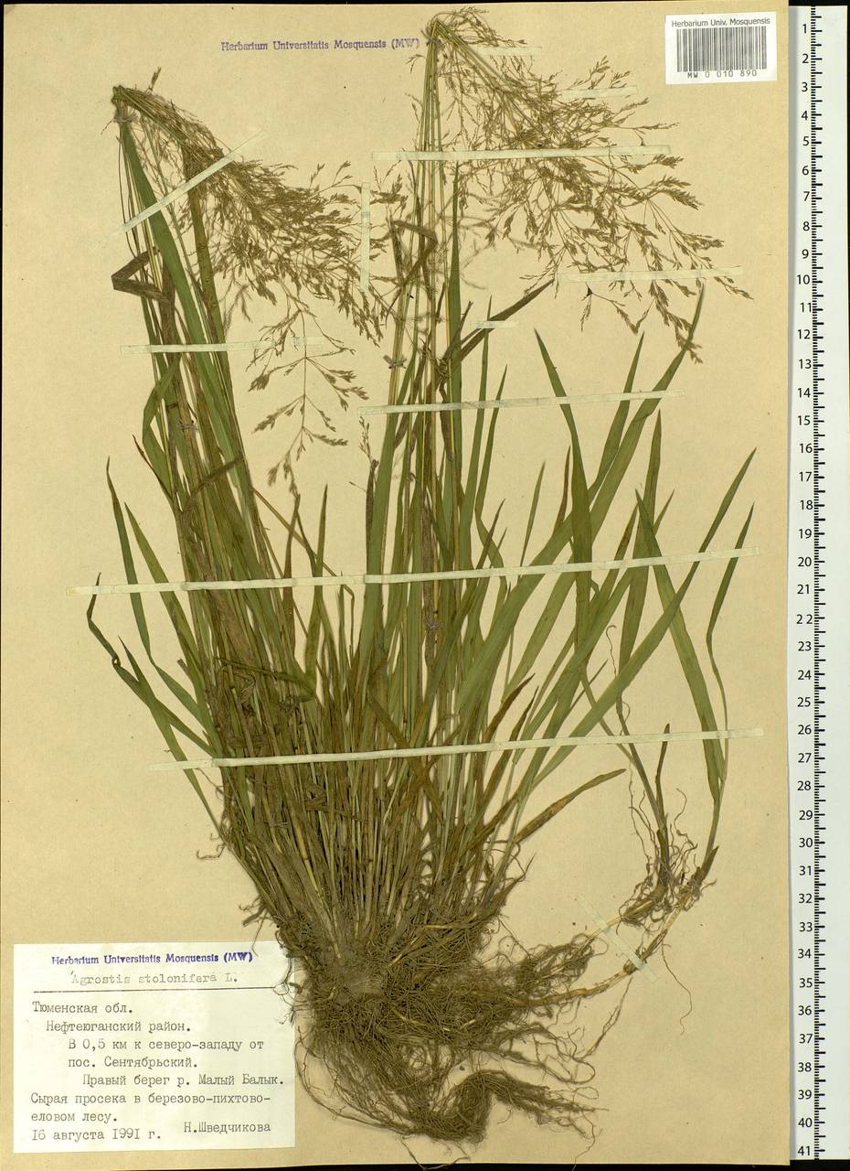 Agrostis stolonifera L., Siberia, Western Siberia (S1) (Russia)