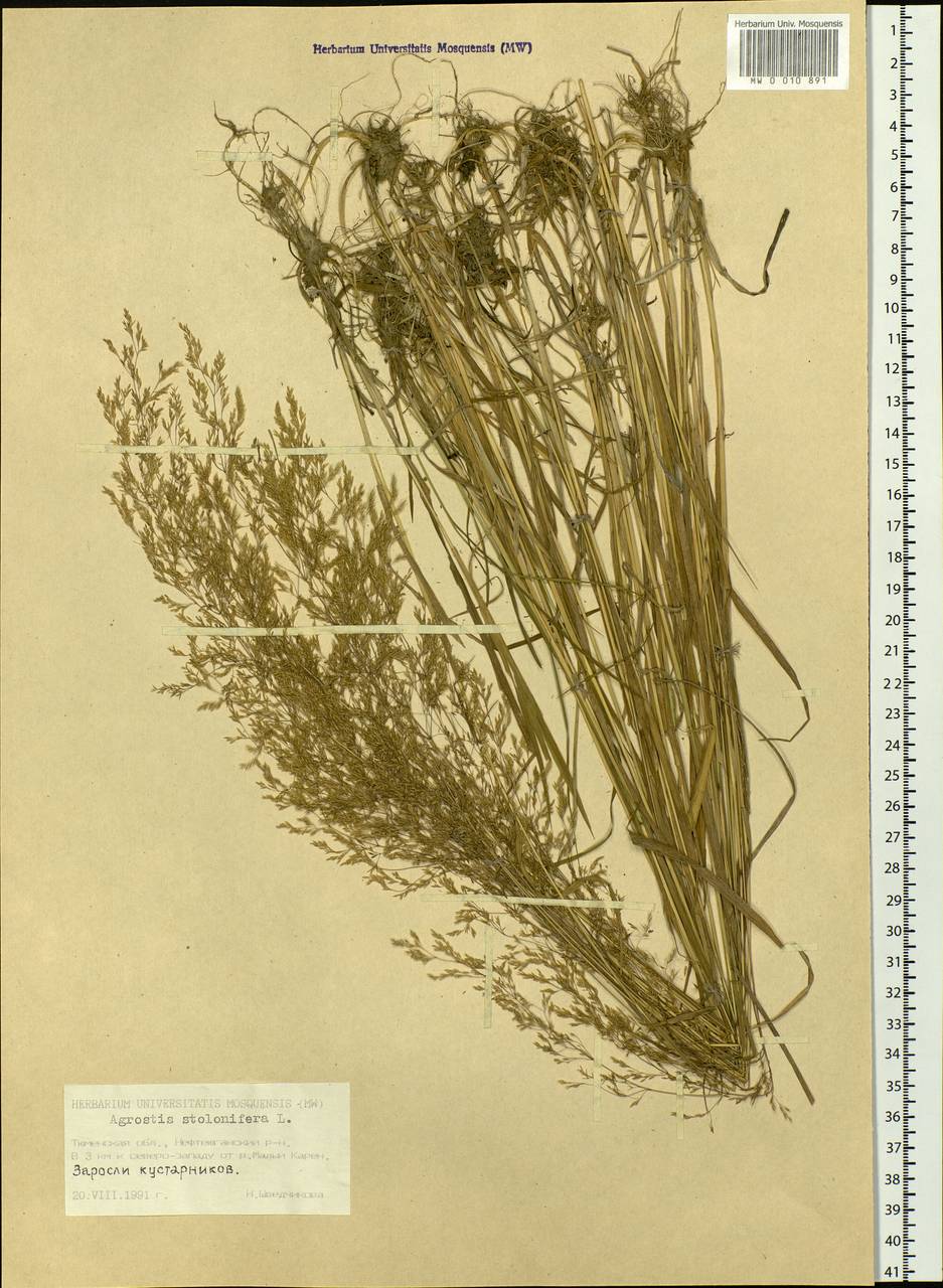 Agrostis stolonifera L., Siberia, Western Siberia (S1) (Russia)