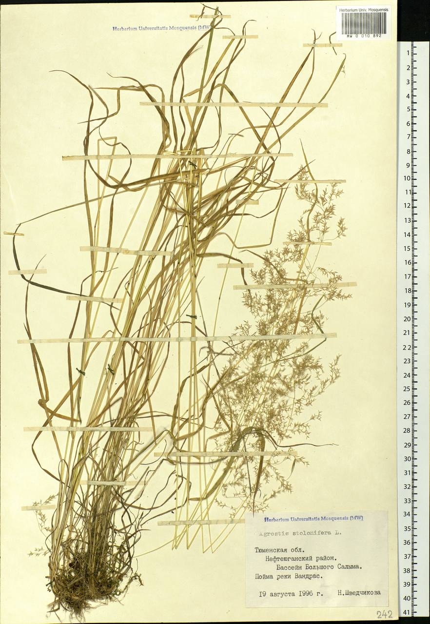 MW0010892, Agrostis stolonifera (Полевица побегоносная), specimen Agrostis stolonifera L., Siberia, Western Siberia (S1) (Russia)