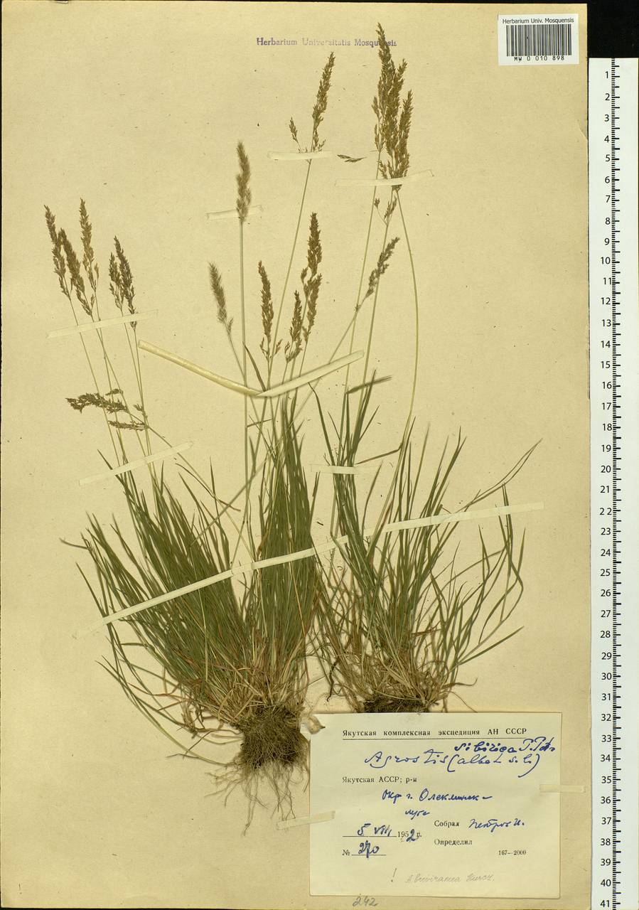 Agrostis stolonifera L., Siberia, Yakutia (S5) (Russia)