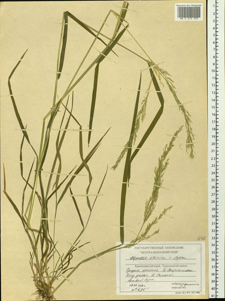 Agrostis stolonifera L., Siberia, Central Siberia (S3) (Russia)