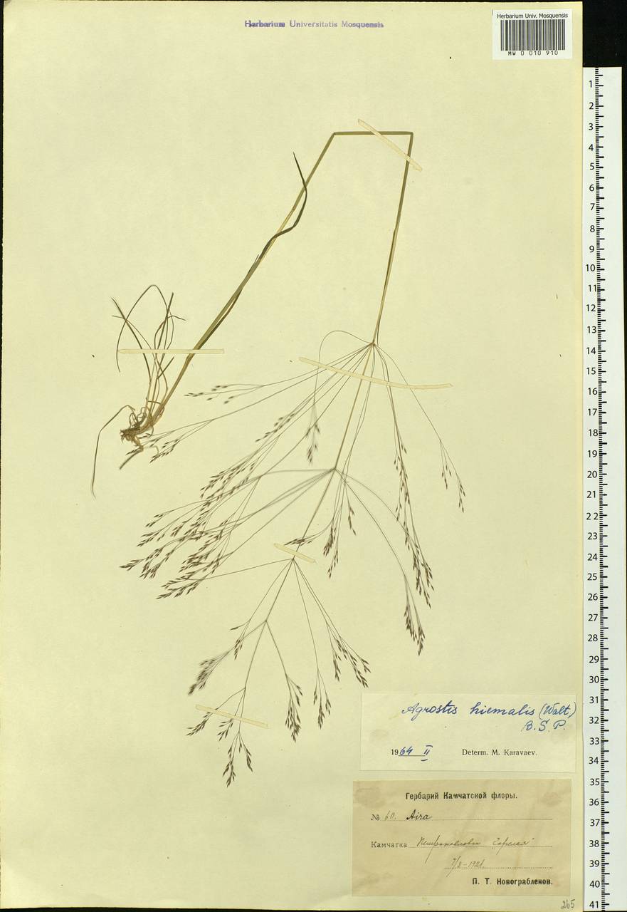 Agrostis scabra Willd., Siberia, Chukotka & Kamchatka (S7) (Russia)