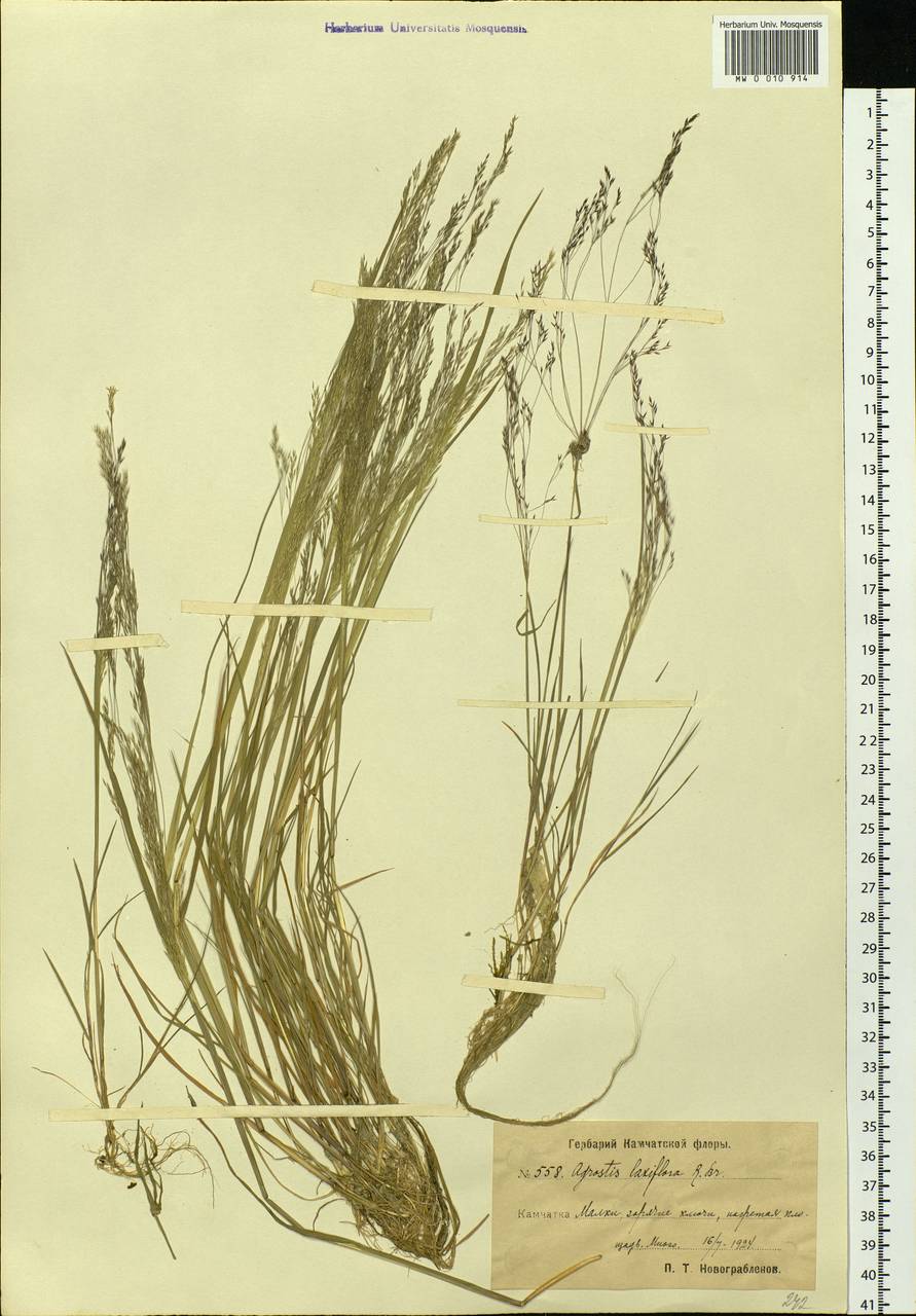 Agrostis scabra Willd., Siberia, Chukotka & Kamchatka (S7) (Russia)