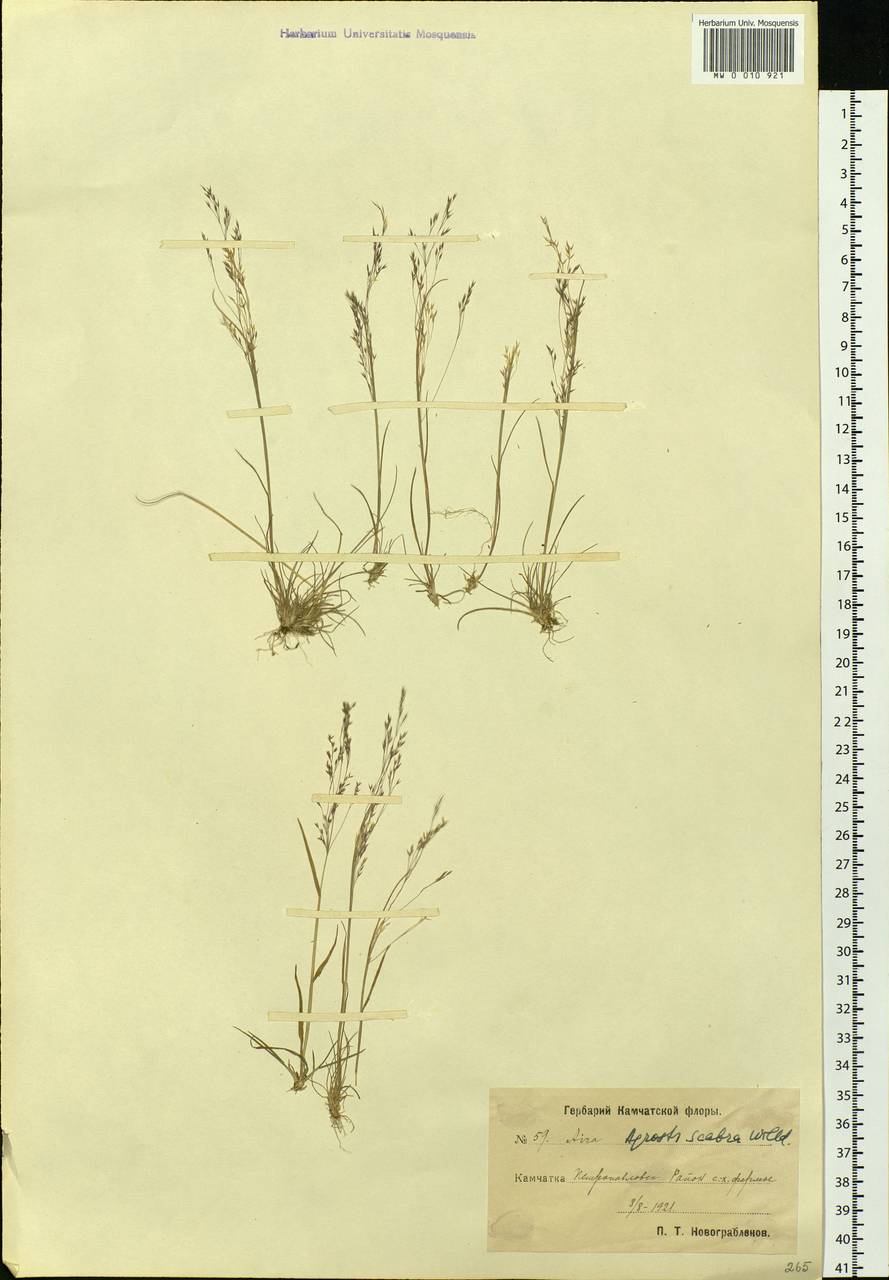 Agrostis scabra Willd., Siberia, Chukotka & Kamchatka (S7) (Russia)