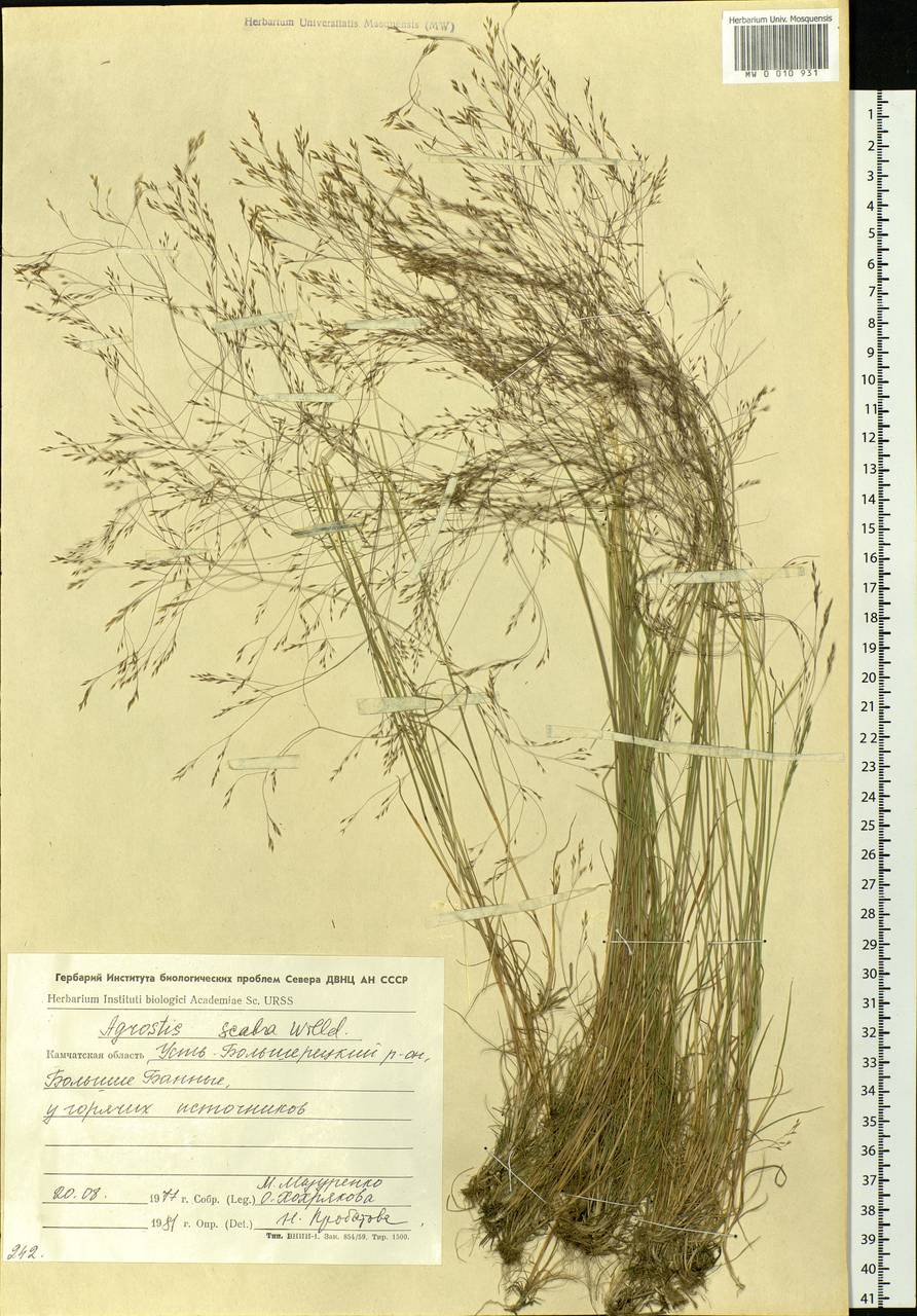Agrostis scabra Willd., Siberia, Chukotka & Kamchatka (S7) (Russia)