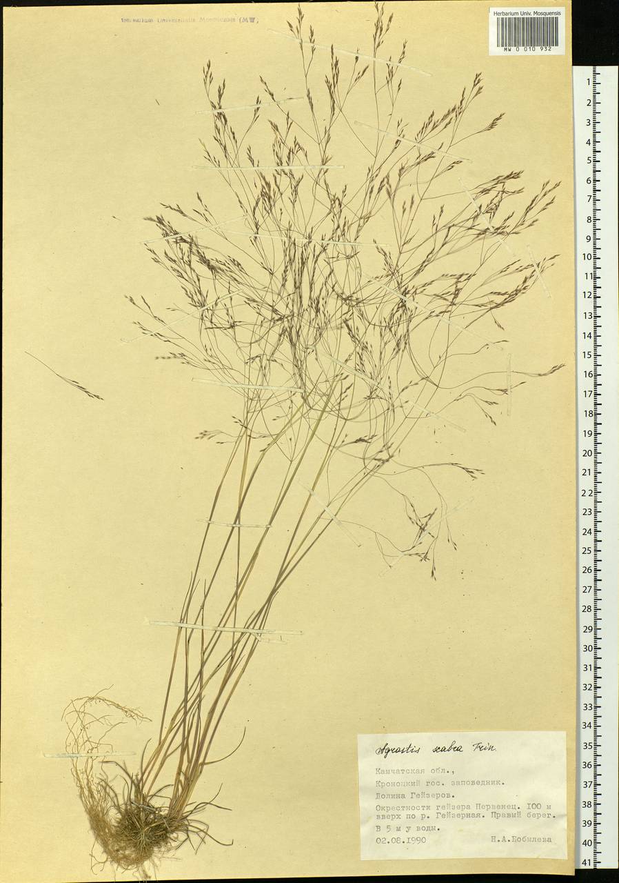 Agrostis scabra Willd., Siberia, Chukotka & Kamchatka (S7) (Russia)