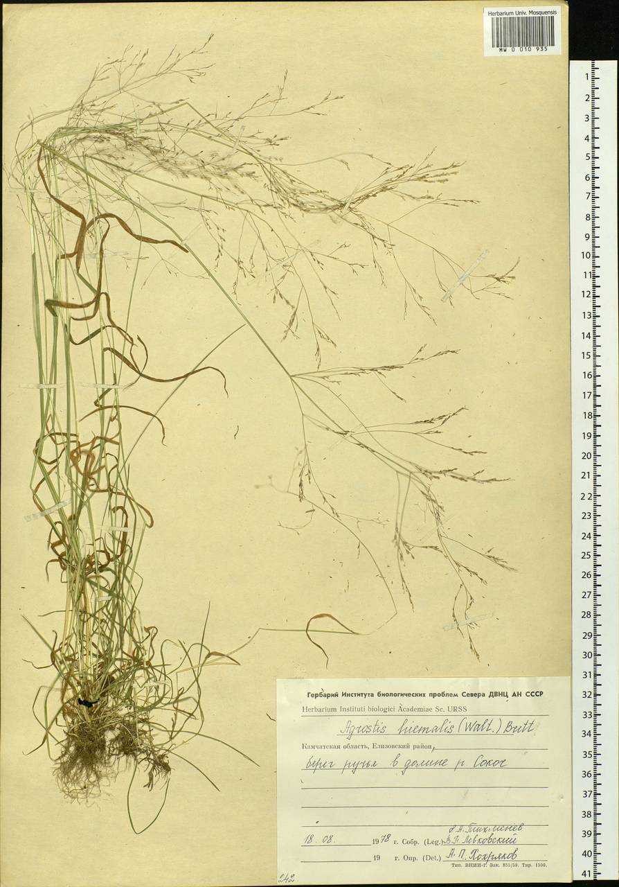 Agrostis scabra Willd., Siberia, Chukotka & Kamchatka (S7) (Russia)