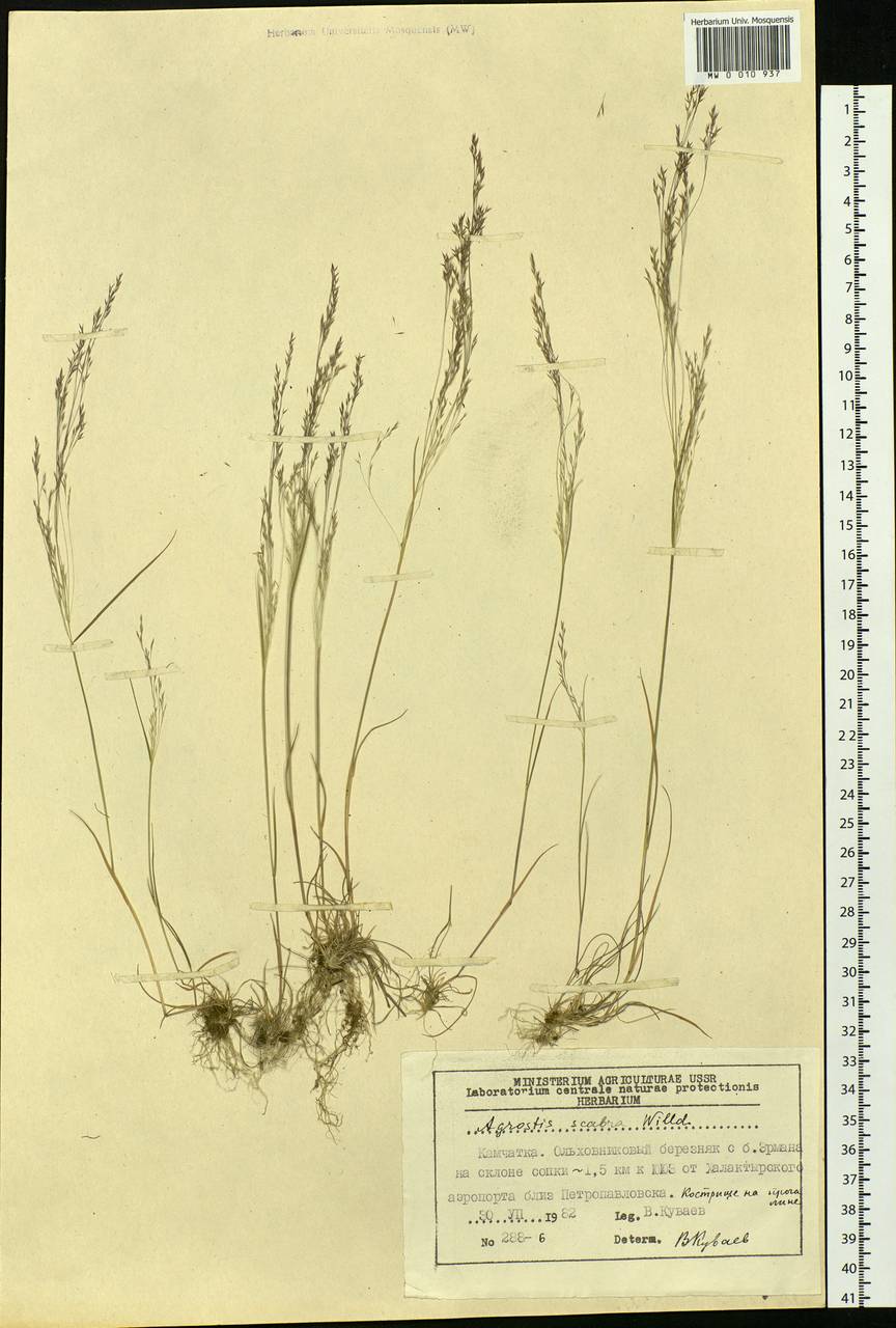 Agrostis scabra Willd., Siberia, Chukotka & Kamchatka (S7) (Russia)