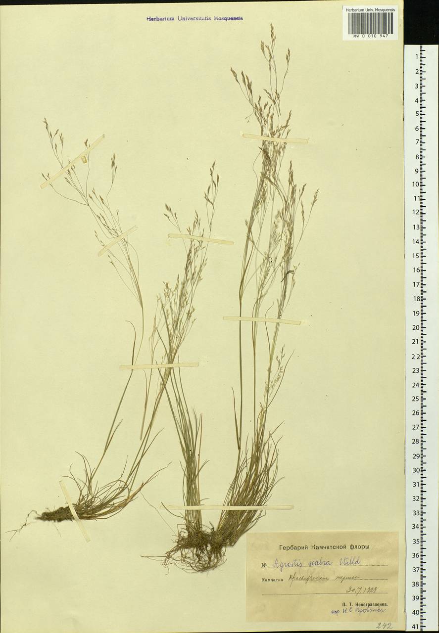 Agrostis scabra Willd., Siberia, Chukotka & Kamchatka (S7) (Russia)