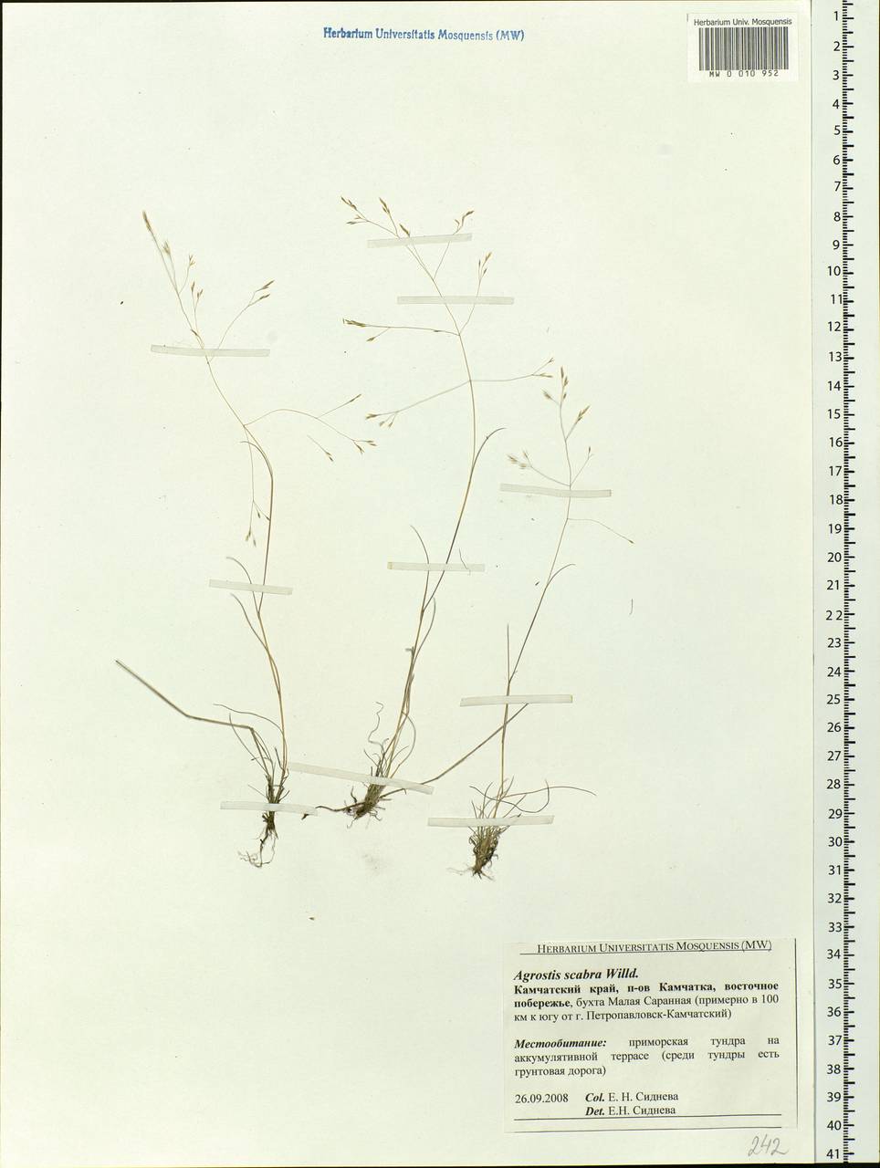 Agrostis scabra Willd., Siberia, Chukotka & Kamchatka (S7) (Russia)
