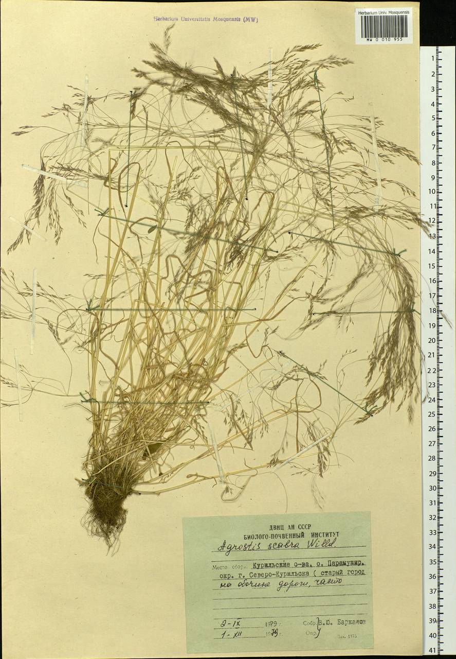 Agrostis scabra Willd., Siberia, Russian Far East (S6) (Russia)