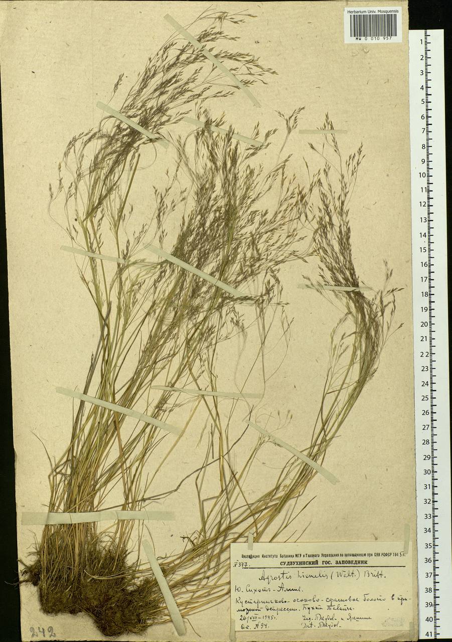 Agrostis scabra Willd., Siberia, Russian Far East (S6) (Russia)