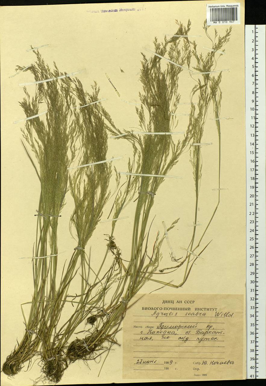 Agrostis scabra Willd., Siberia, Russian Far East (S6) (Russia)