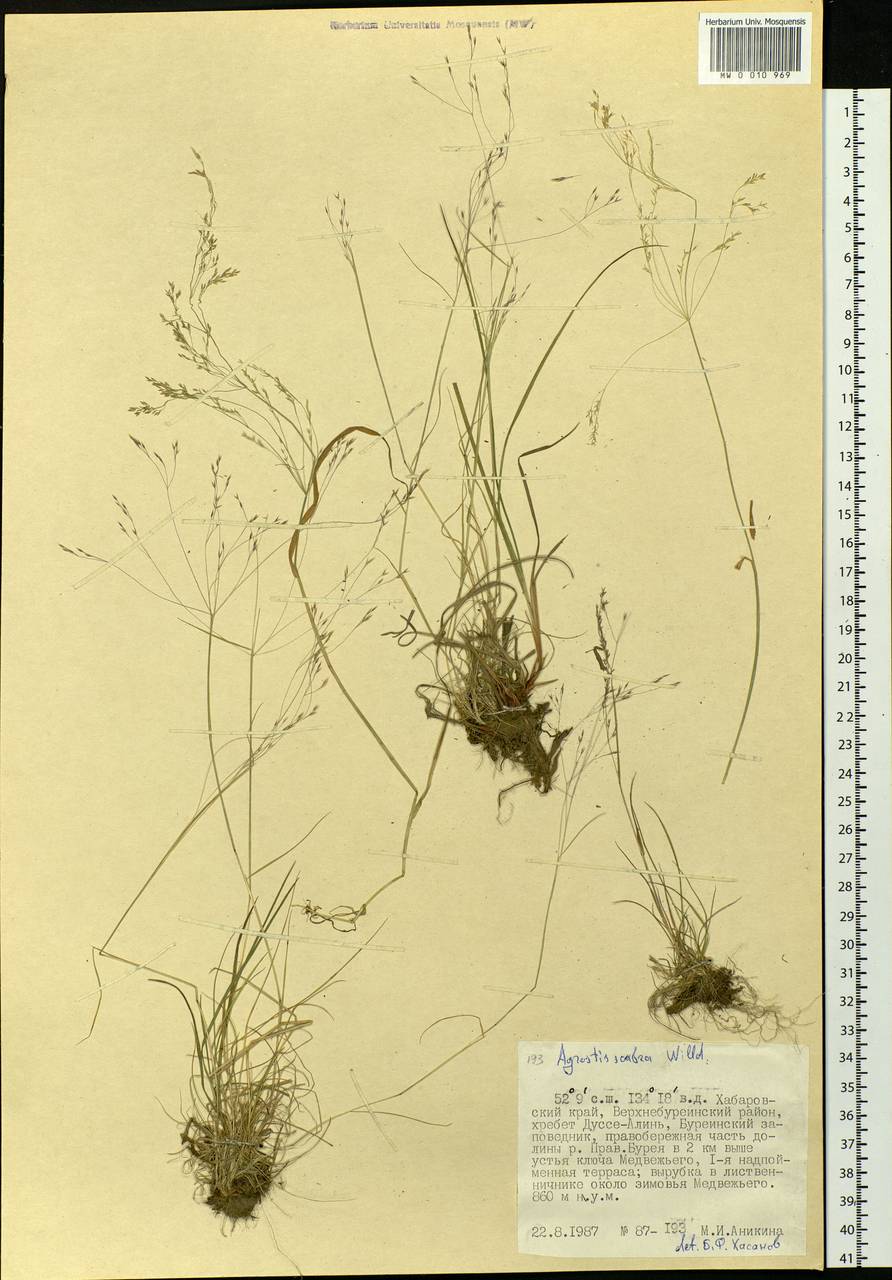 Agrostis scabra Willd., Siberia, Russian Far East (S6) (Russia)