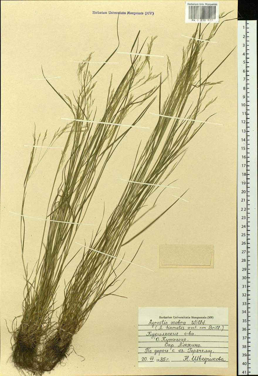 Agrostis scabra Willd., Siberia, Russian Far East (S6) (Russia)