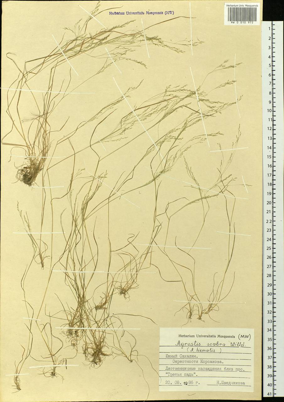 Agrostis scabra Willd., Siberia, Russian Far East (S6) (Russia)