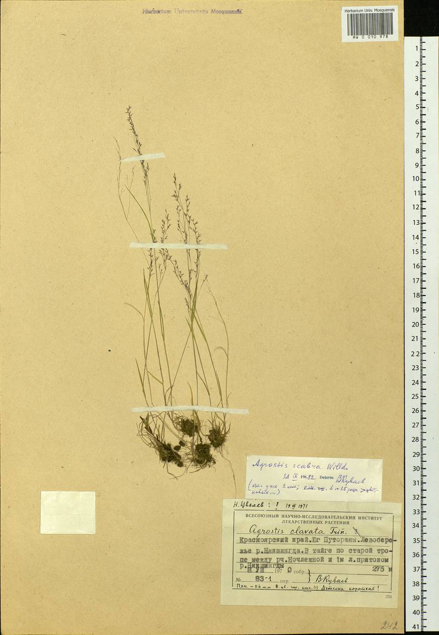 Agrostis scabra Willd., Siberia, Central Siberia (S3) (Russia)