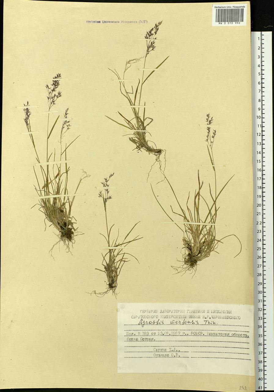 Agrostis mertensii Trin., Siberia, Chukotka & Kamchatka (S7) (Russia)