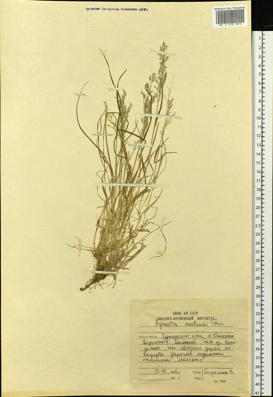 Agrostis mertensii Trin., Siberia, Russian Far East (S6) (Russia)