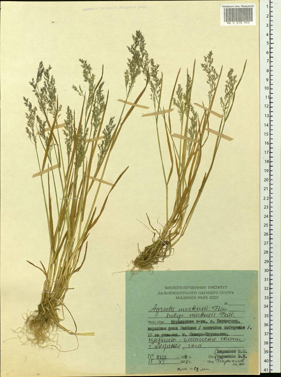 Agrostis mertensii Trin., Siberia, Russian Far East (S6) (Russia)