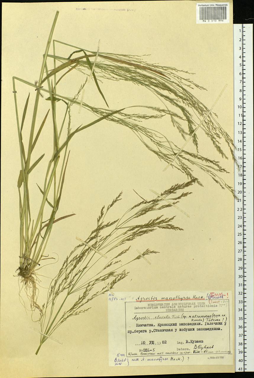 Agrostis clavata Trin., Siberia, Chukotka & Kamchatka (S7) (Russia)