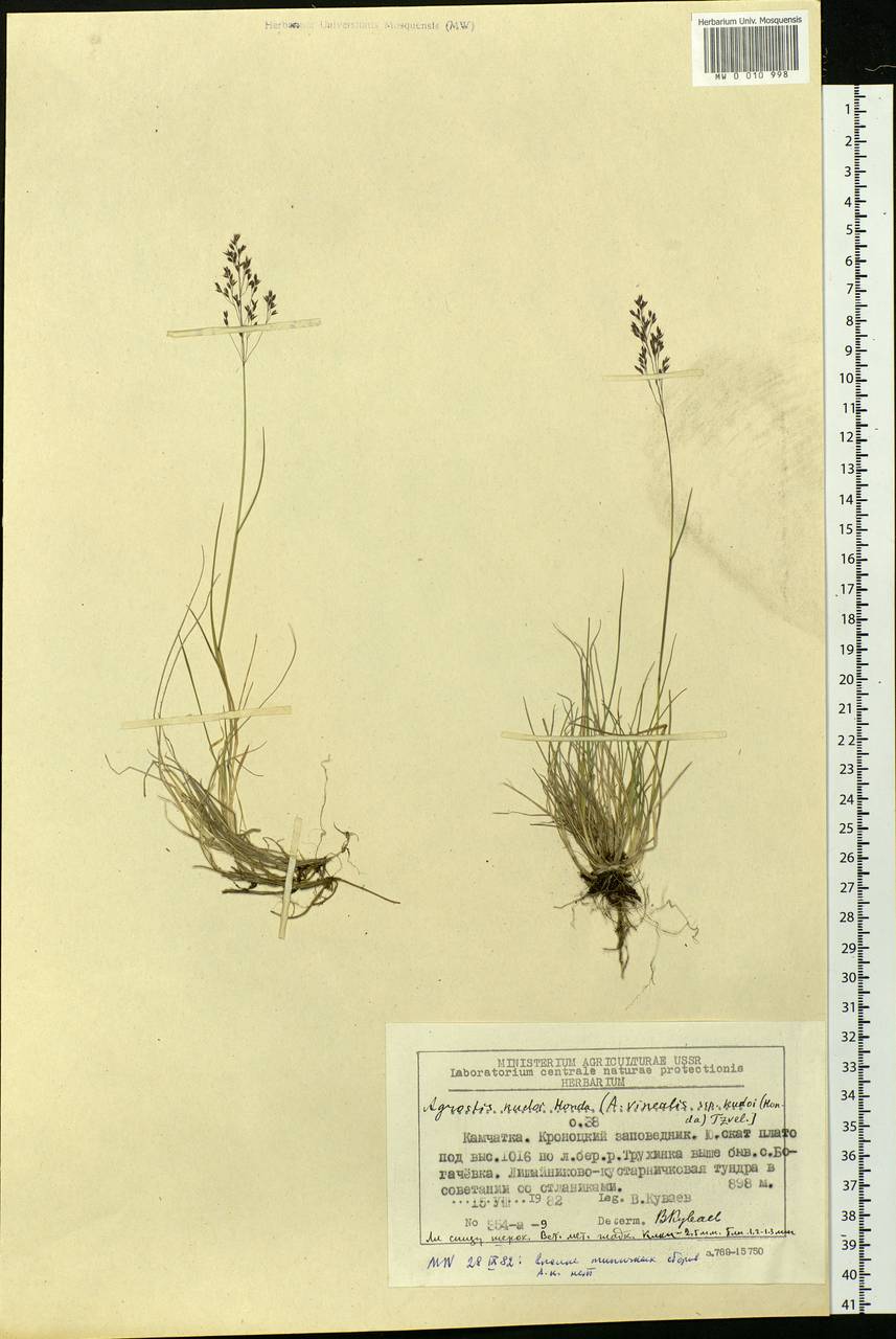 Agrostis vinealis Schreb., Siberia, Chukotka & Kamchatka (S7) (Russia)