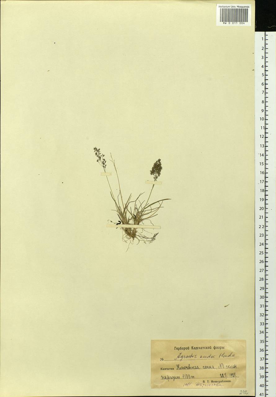Agrostis vinealis Schreb., Siberia, Chukotka & Kamchatka (S7) (Russia)