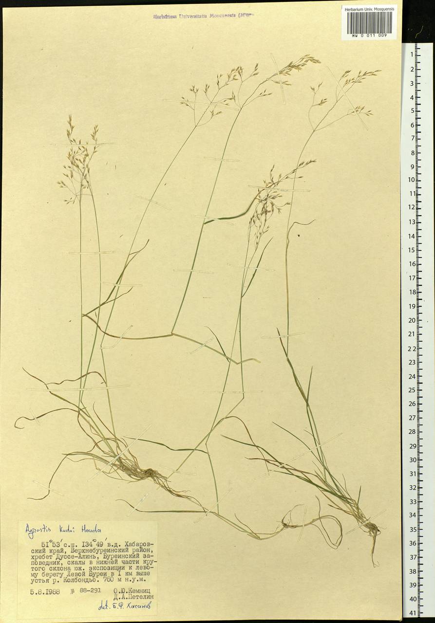 Agrostis vinealis Schreb., Siberia, Russian Far East (S6) (Russia)