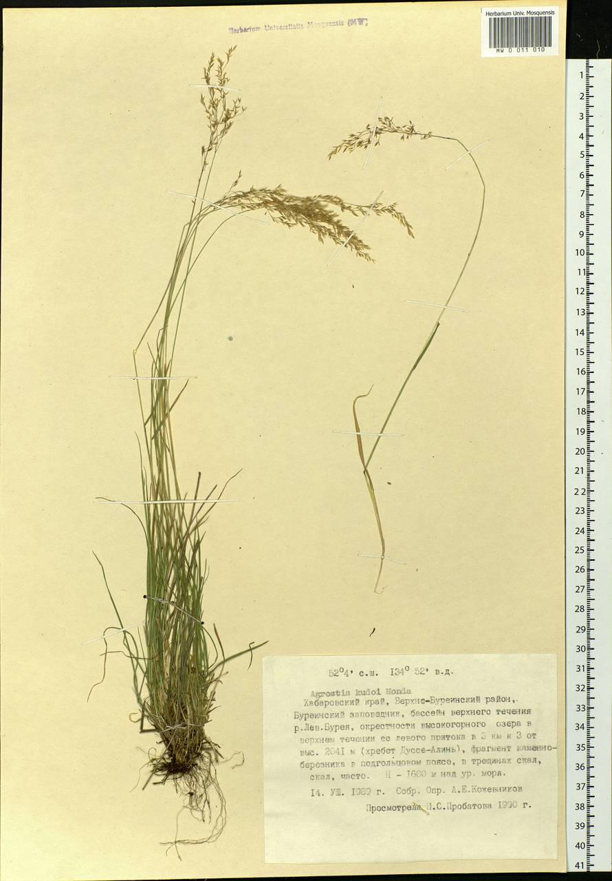 Agrostis vinealis Schreb., Siberia, Russian Far East (S6) (Russia)