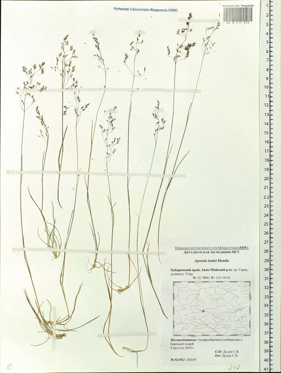 Agrostis vinealis Schreb., Siberia, Russian Far East (S6) (Russia)