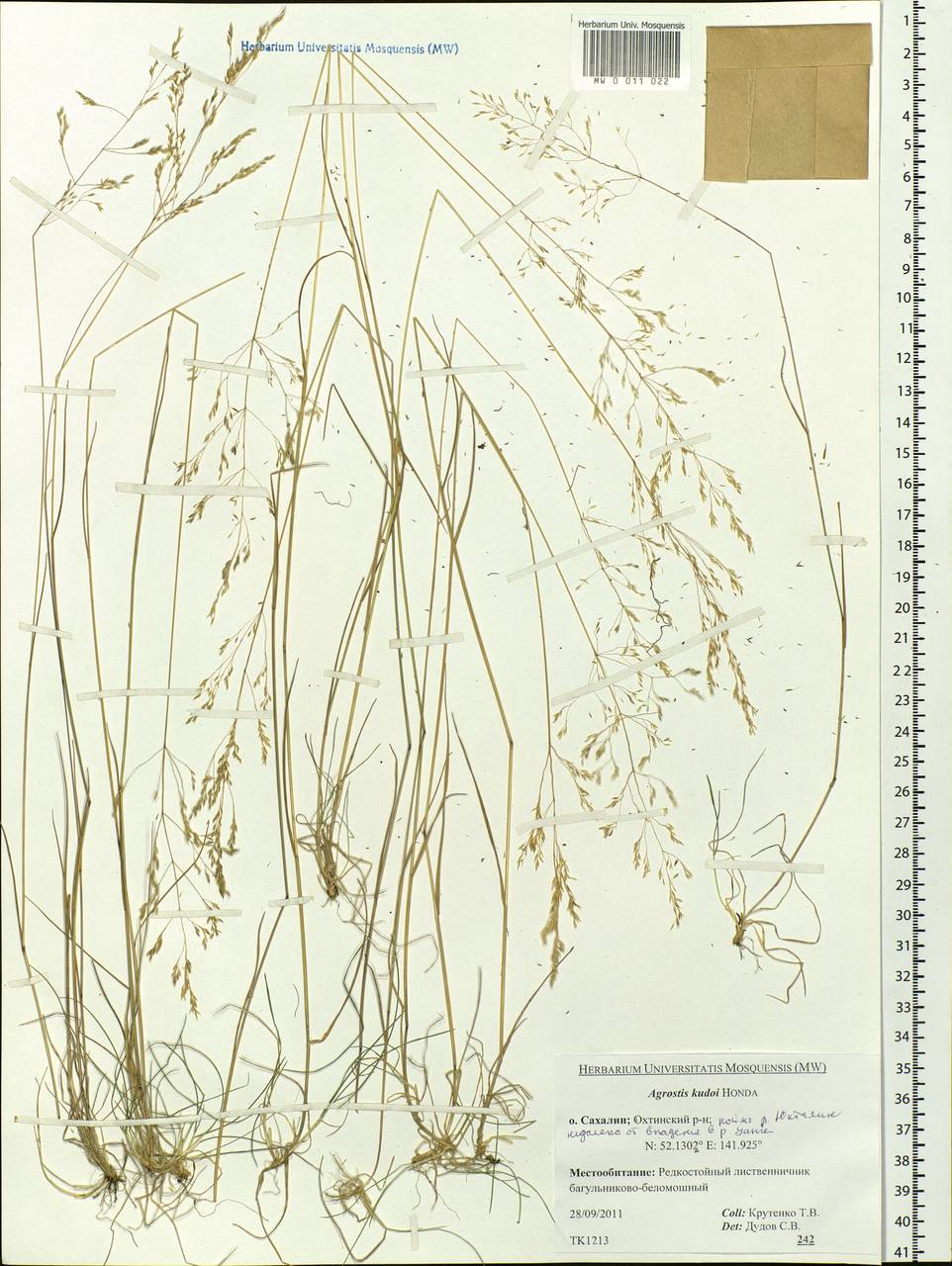 Agrostis vinealis Schreb., Siberia, Russian Far East (S6) (Russia)