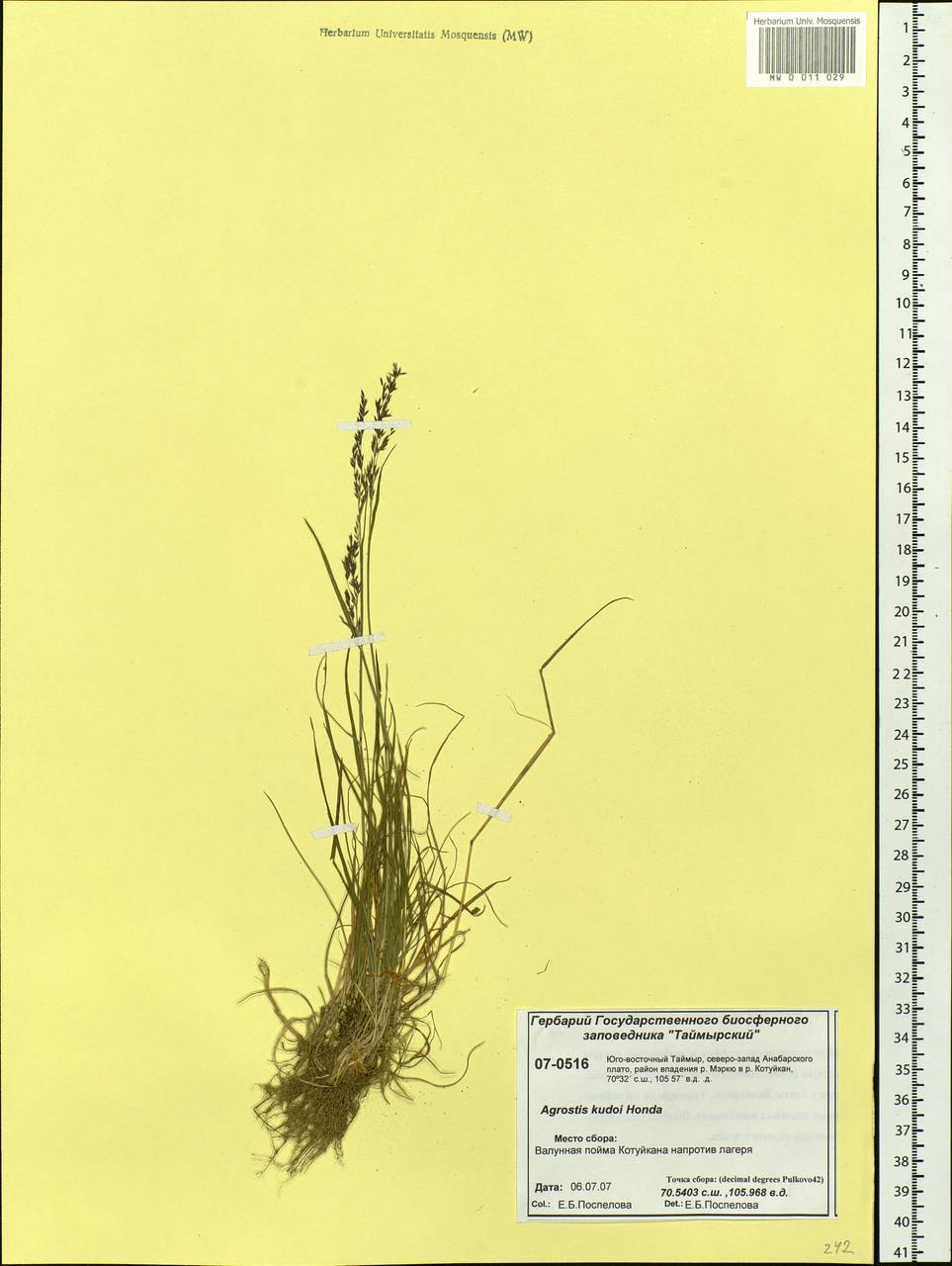 Agrostis vinealis Schreb., Siberia, Central Siberia (S3) (Russia)