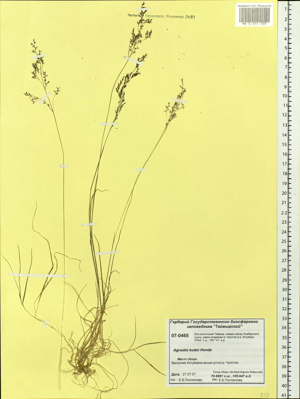 Agrostis vinealis Schreb., Siberia, Central Siberia (S3) (Russia)