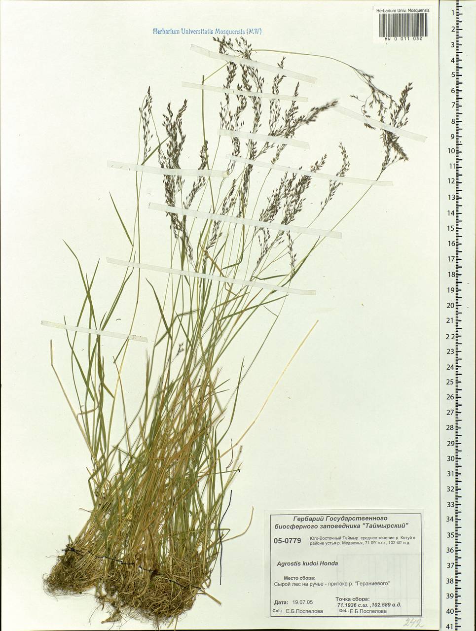 Agrostis vinealis Schreb., Siberia, Central Siberia (S3) (Russia)