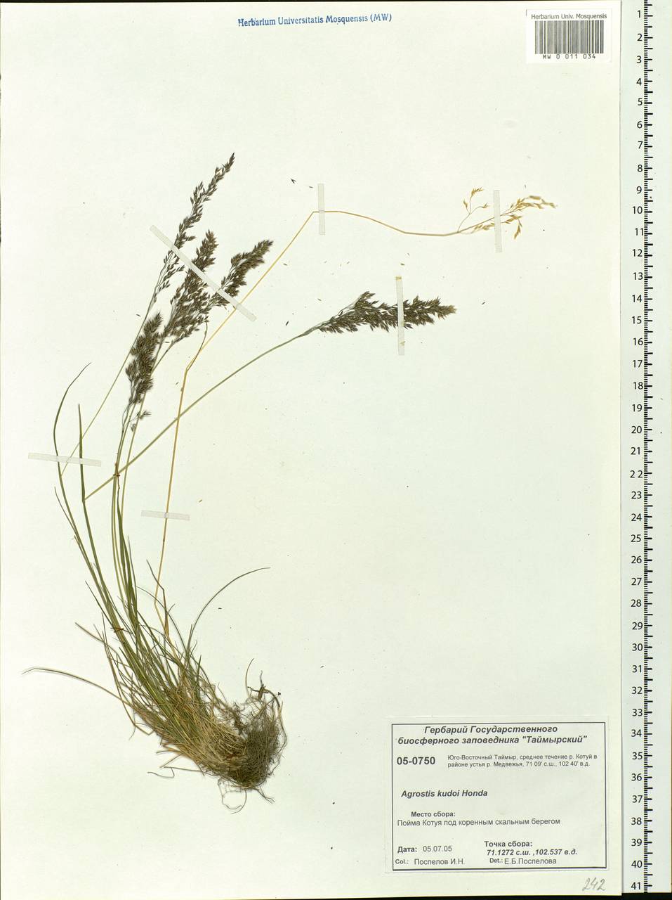 Agrostis vinealis Schreb., Siberia, Central Siberia (S3) (Russia)