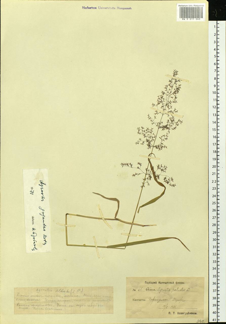 Agrostis gigantea Roth, Siberia, Chukotka & Kamchatka (S7) (Russia)