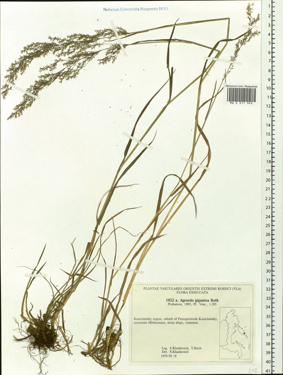 Agrostis gigantea Roth, Siberia, Chukotka & Kamchatka (S7) (Russia)