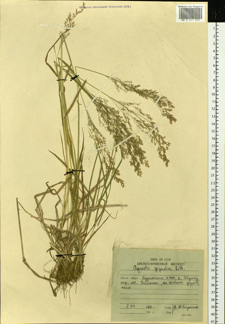 Agrostis gigantea Roth, Siberia, Russian Far East (S6) (Russia)