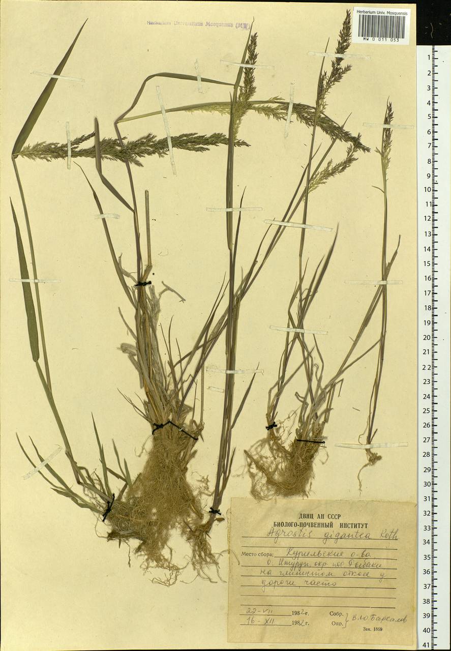 Agrostis gigantea Roth, Siberia, Russian Far East (S6) (Russia)