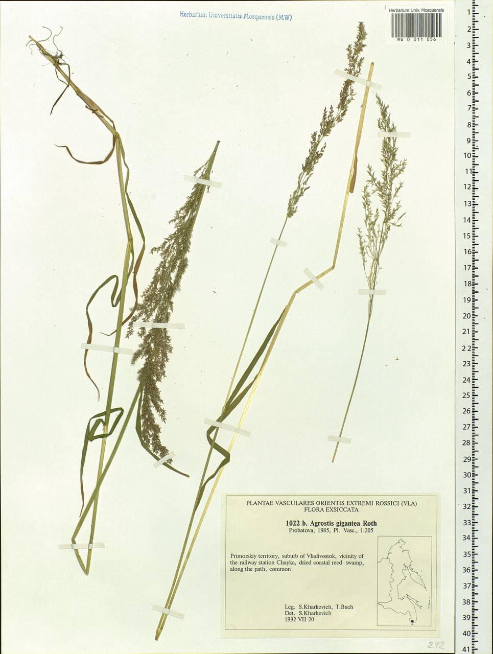 Agrostis gigantea Roth, Siberia, Russian Far East (S6) (Russia)