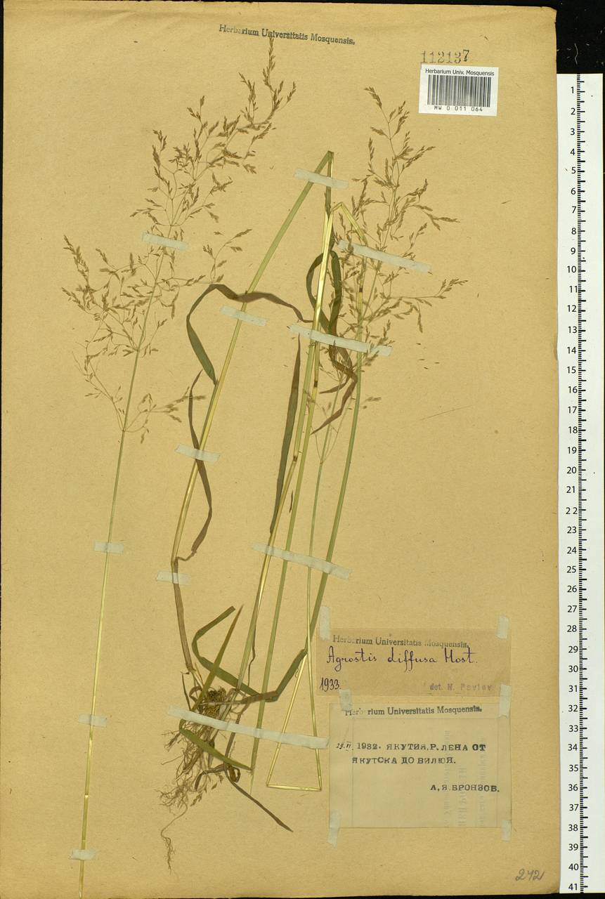 Agrostis gigantea Roth, Siberia, Yakutia (S5) (Russia)