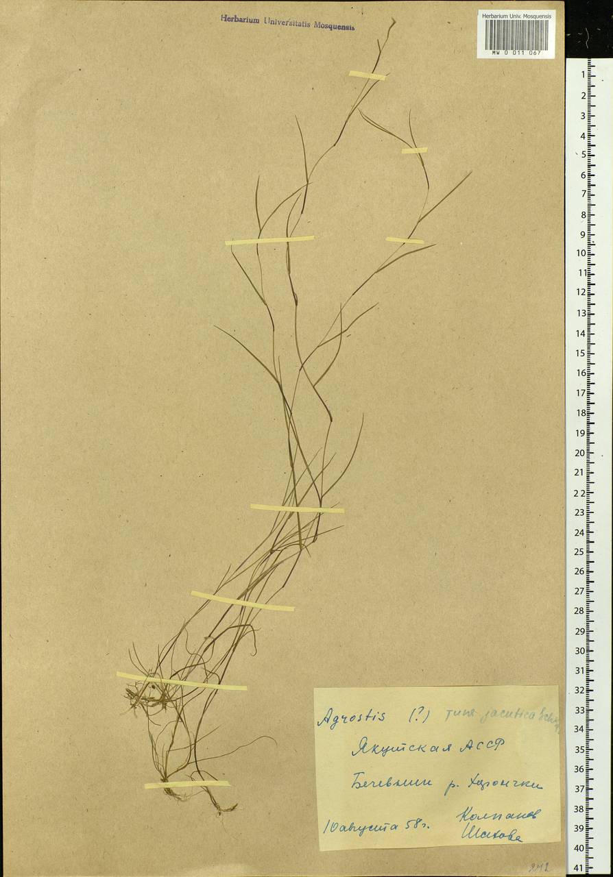 Agrostis gigantea Roth, Siberia, Yakutia (S5) (Russia)
