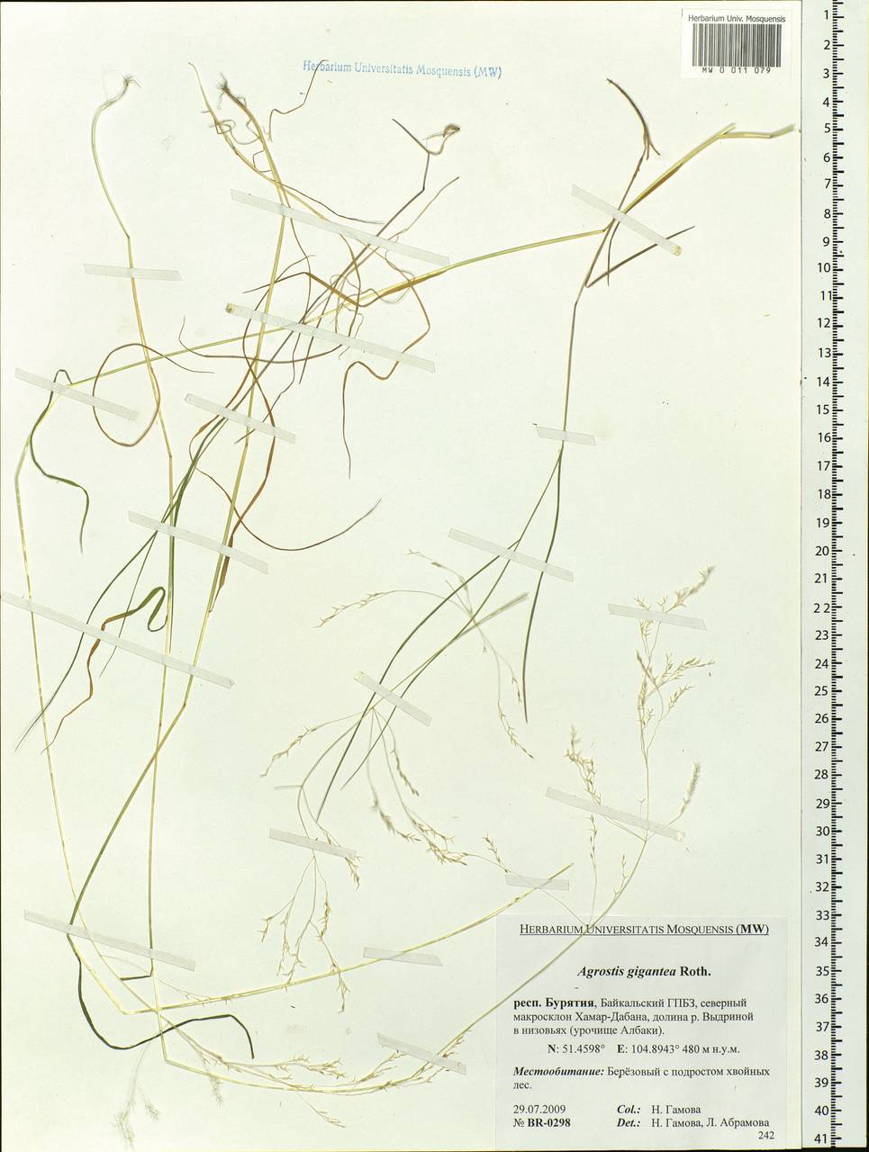 Agrostis gigantea Roth, Siberia, Baikal & Transbaikal region (S4) (Russia)
