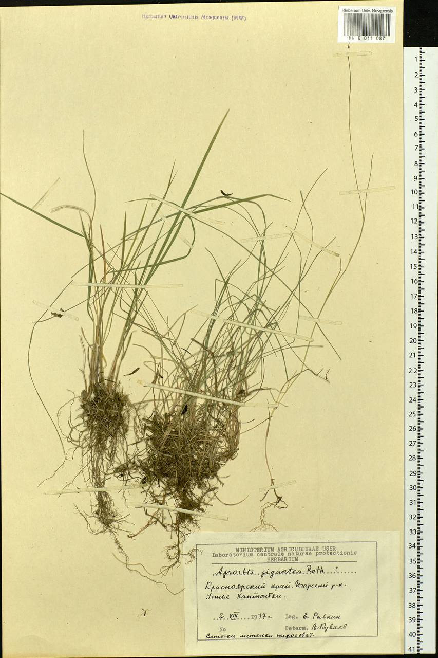 Agrostis gigantea Roth, Siberia, Central Siberia (S3) (Russia)