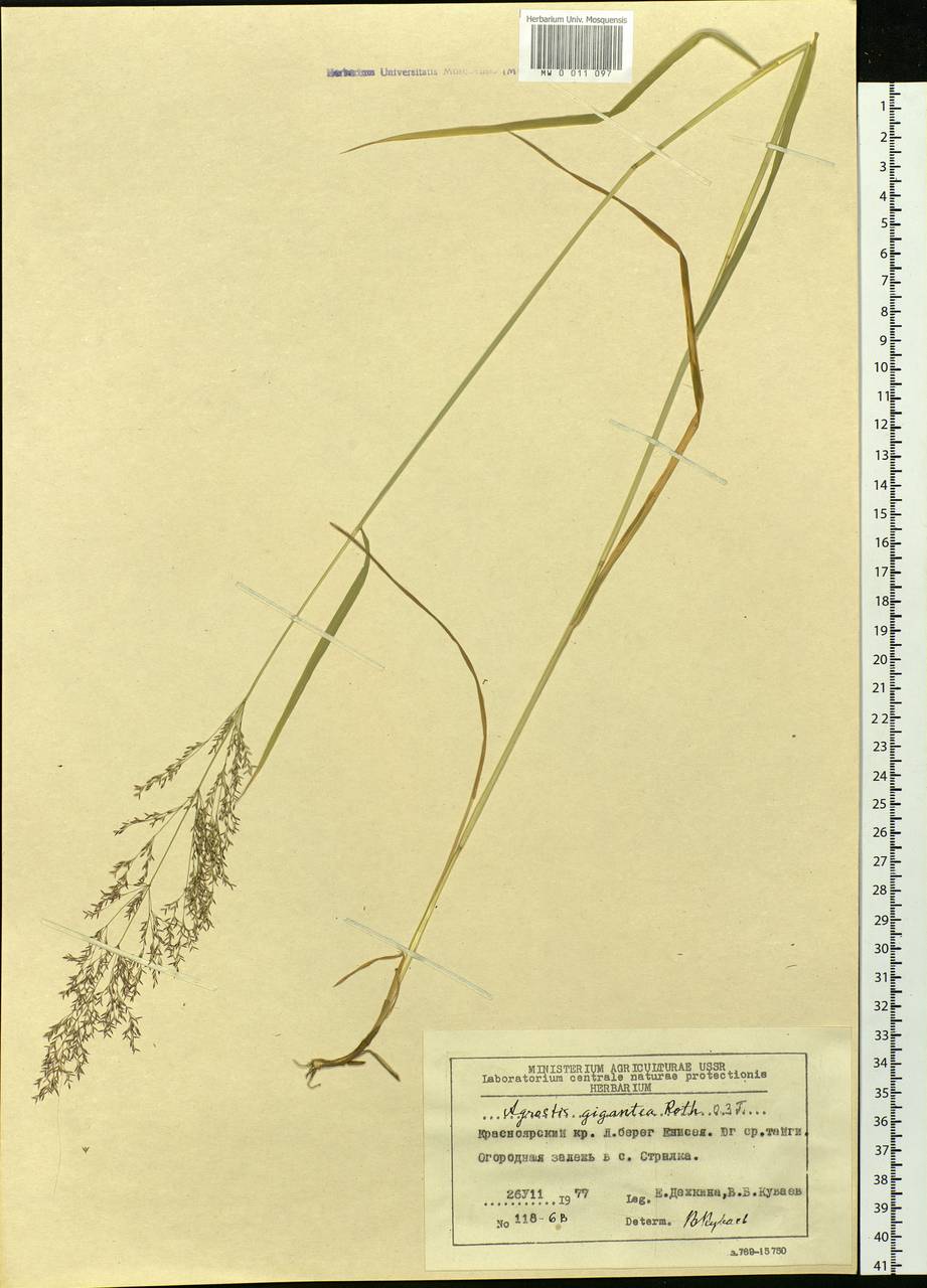 Agrostis gigantea Roth, Siberia, Central Siberia (S3) (Russia)