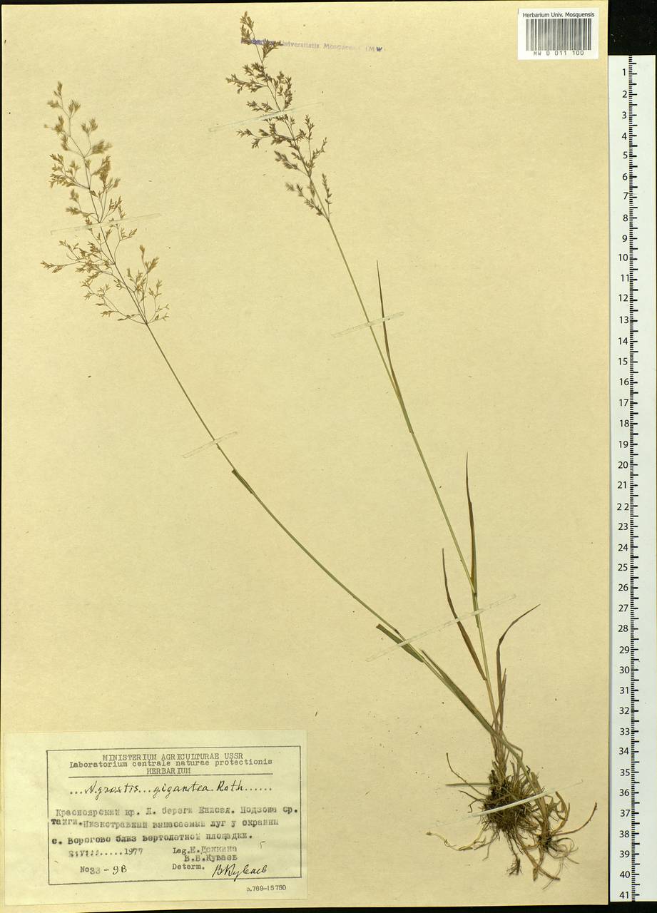Agrostis gigantea Roth, Siberia, Central Siberia (S3) (Russia)