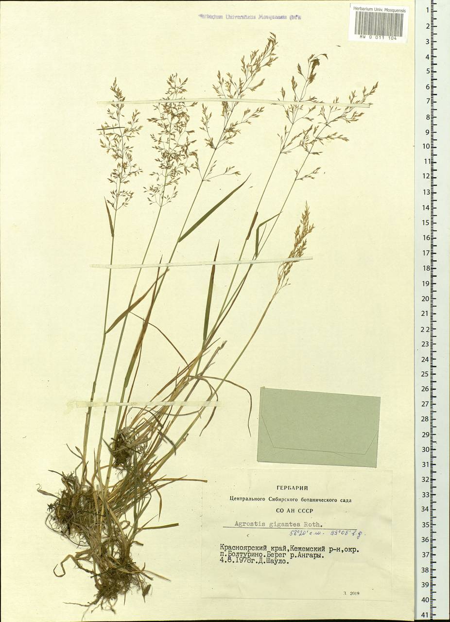 Agrostis gigantea Roth, Siberia, Central Siberia (S3) (Russia)