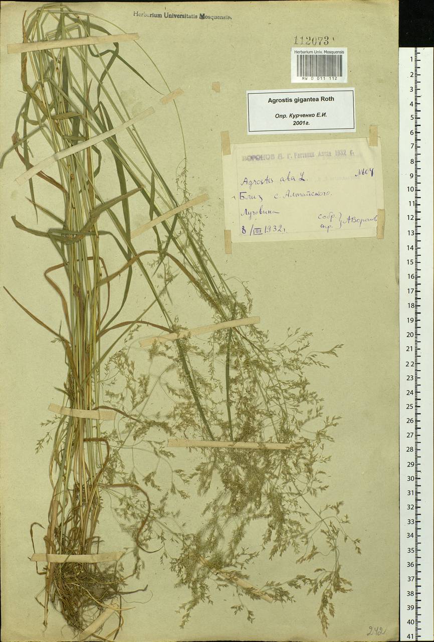 Agrostis gigantea Roth, Siberia, Western (Kazakhstan) Altai Mountains (S2a) (Kazakhstan)