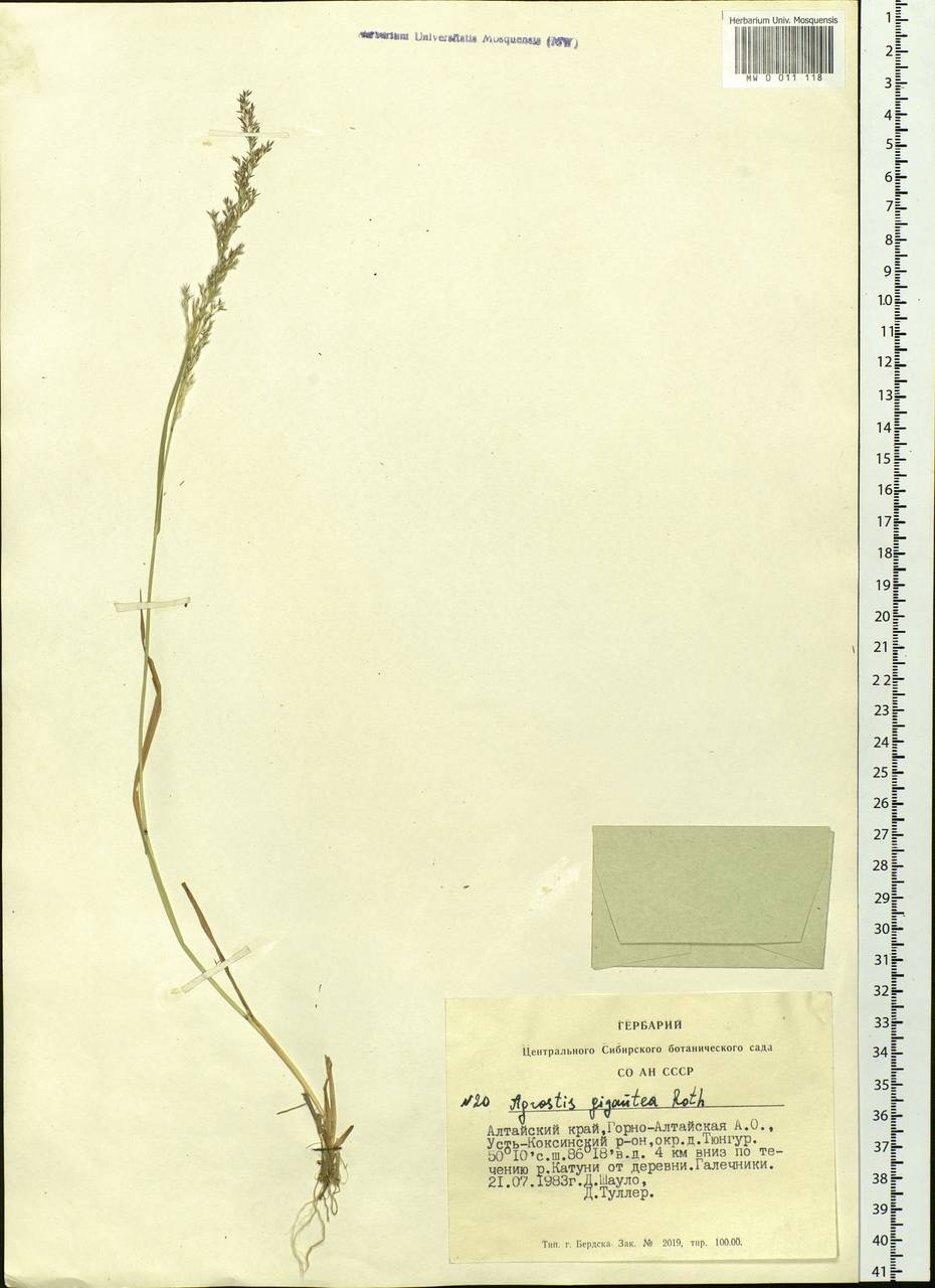 Agrostis gigantea Roth, Siberia, Altai & Sayany Mountains (S2) (Russia)